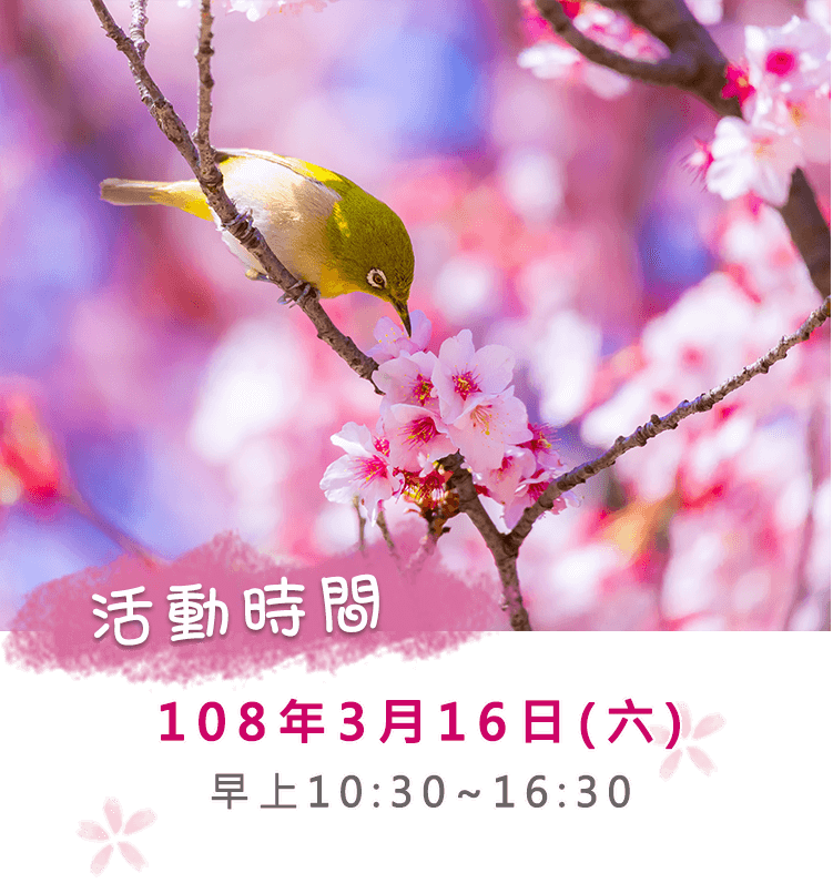 2019三芝櫻花季活動時間:108年3月16日(六)10:30~16:30