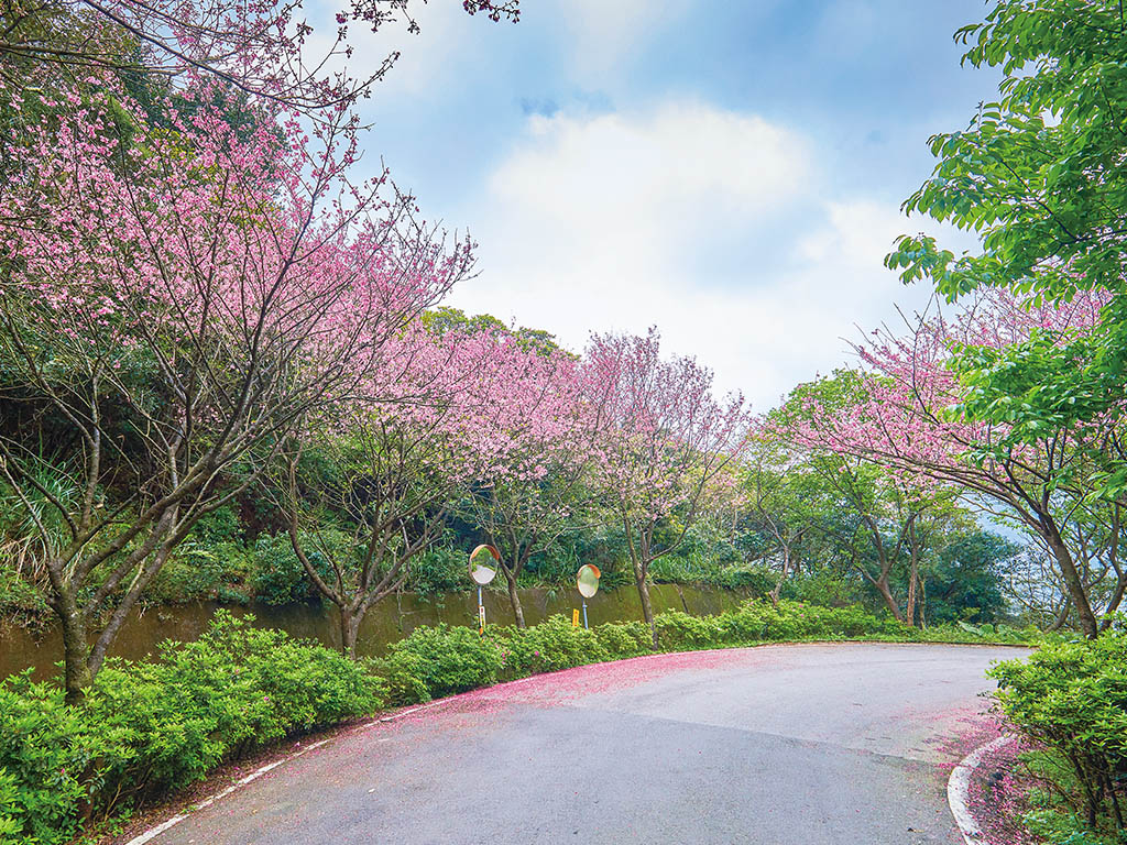 新北市櫻花稼期 相約新北追櫻趣 賞櫻景點 三芝大湖路 青山路 新北市櫻花稼期 相約新北追櫻趣 賞櫻景點 三芝大湖路 青山路