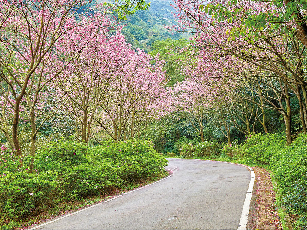 新北市櫻花稼期 相約新北追櫻趣 賞櫻景點 三芝大湖路 青山路 新北市櫻花稼期 相約新北追櫻趣 賞櫻景點 三芝大湖路 青山路