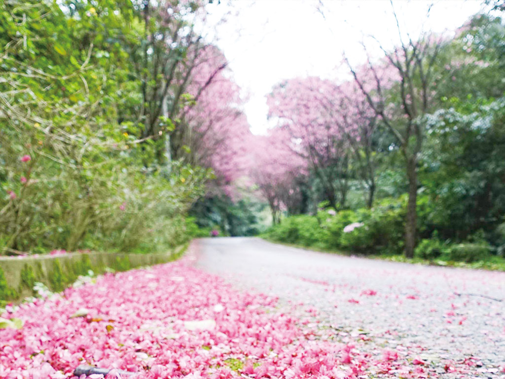 三芝大湖路、青山路現場照片三