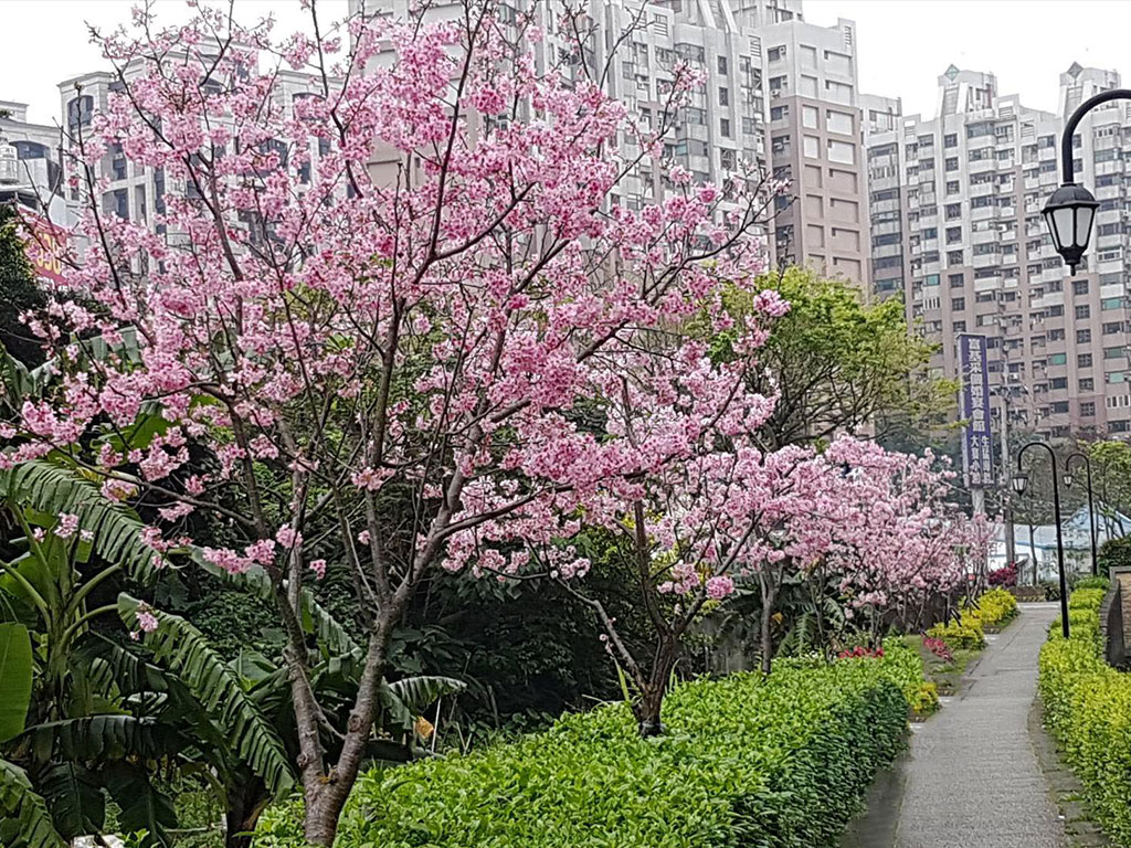 淡水北投子溪櫻花林生態步道現場照片一