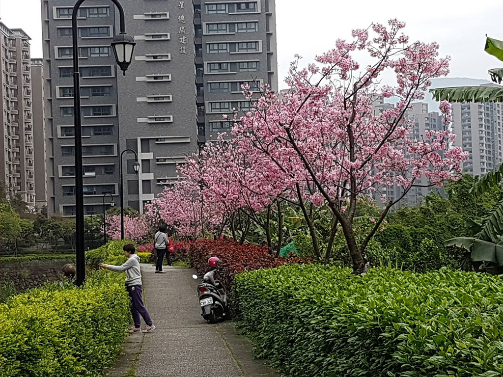 淡水北投子溪櫻花林生態步道現場照片二