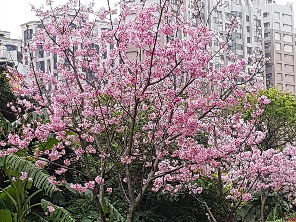 淡水北投子溪櫻花林生態步道現場照片三