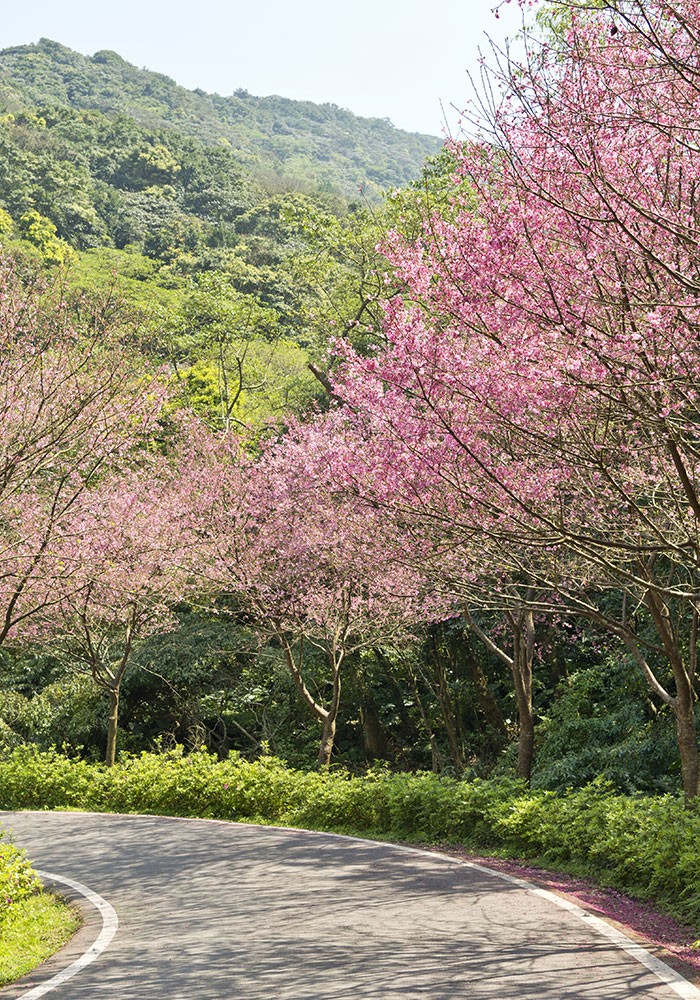 三芝青山路