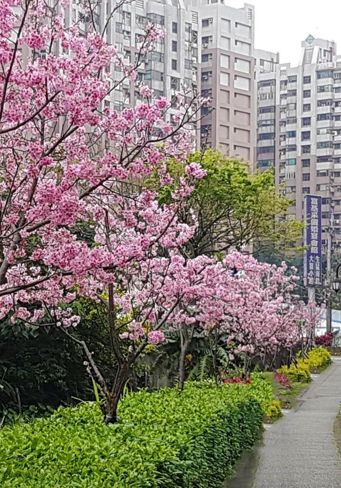 北投子溪櫻花林生態步道